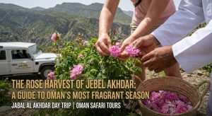 The Rose Harvest of Jebel Akhdar A Guide to Oman’s Most Fragrant Season (1)