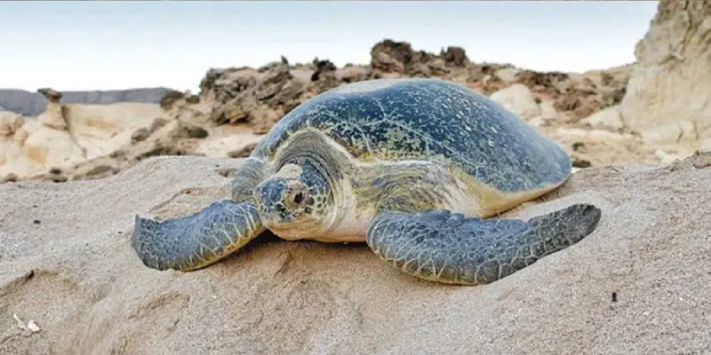 TURTLE WATCHING WITH DESERT SAFARI
