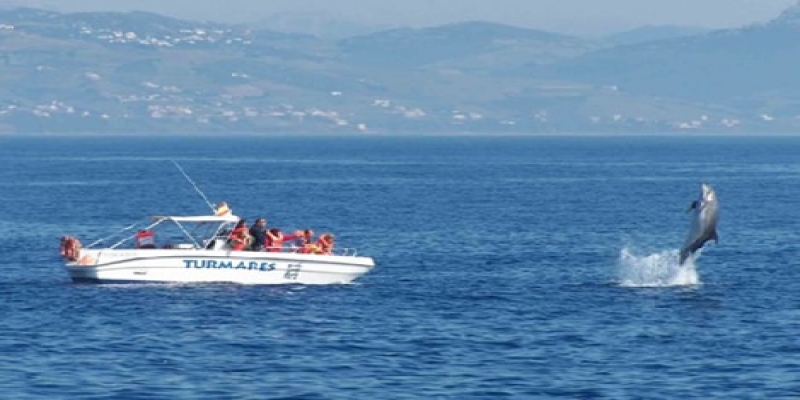 Dolphin watching