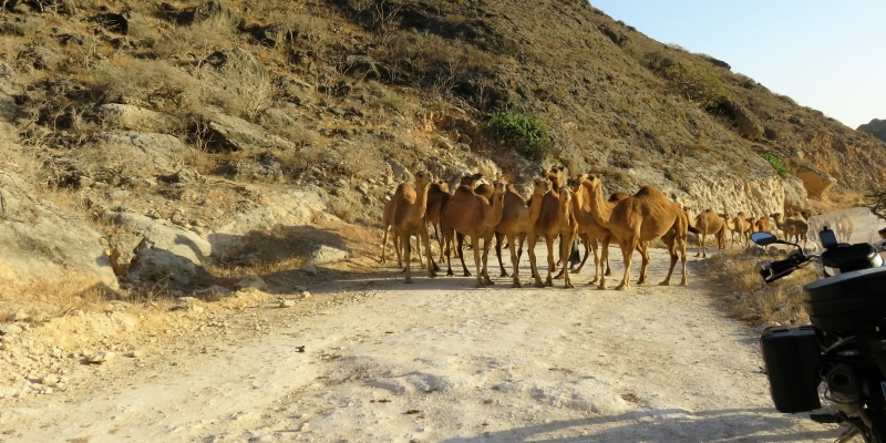 Camel Riding